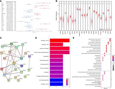 Identifying a novel ferroptosis-related prognostic score for  - Frontiers